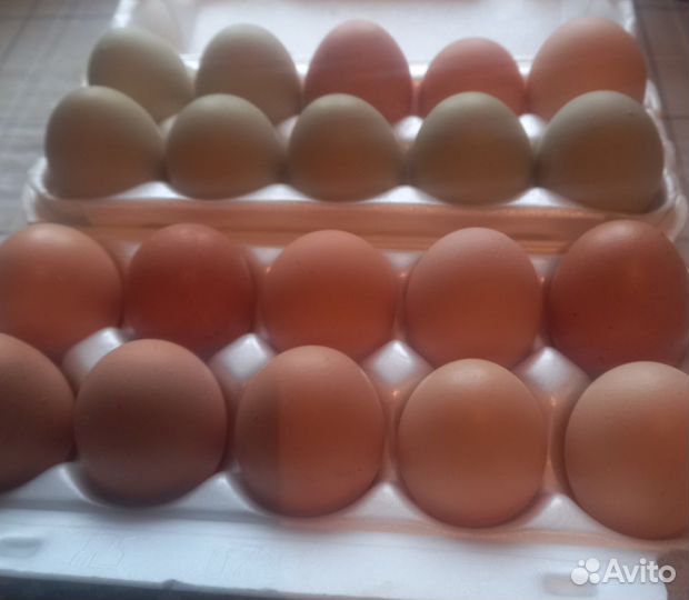 Яйцо домашних кур