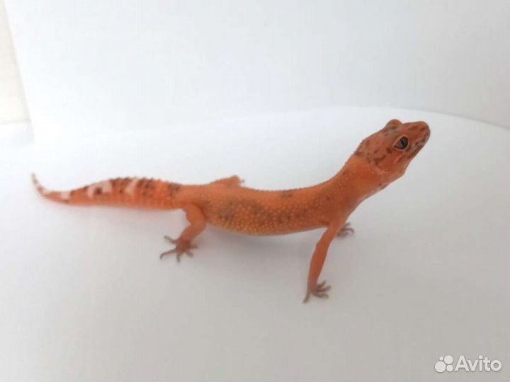 Эублефар (Blood)