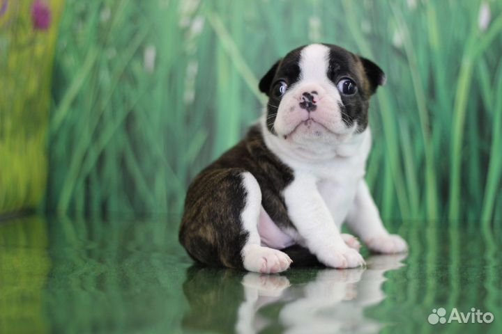 Бостон терьер щенки