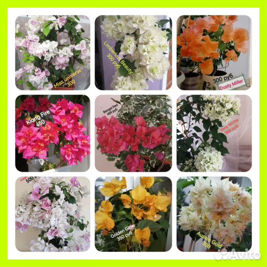 Бугенвиллии