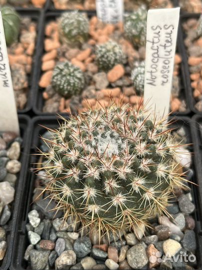 Кактус Ферокактус, Нотокактус и другие