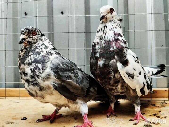 Голуби Николаевские