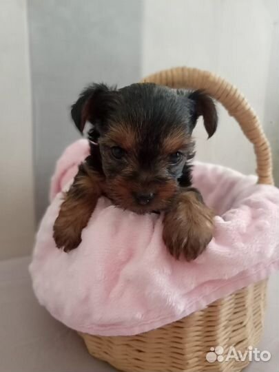 Йоркширский терьер щенки стандарт