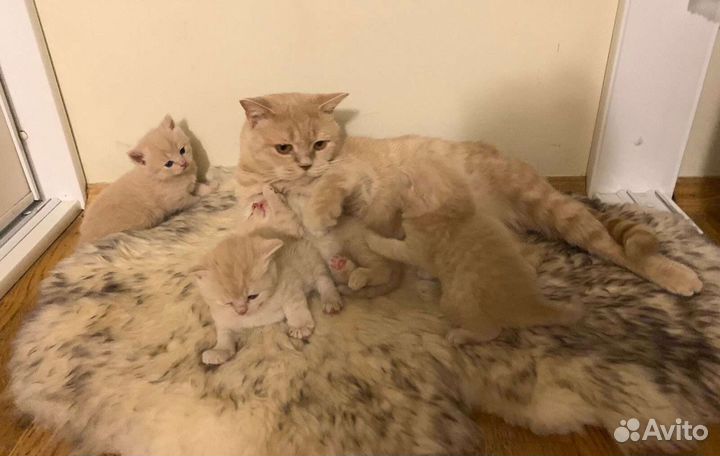 Кот для вязки, британец