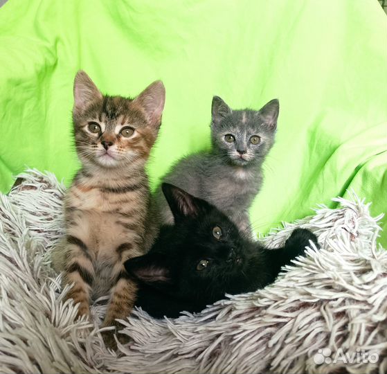 Котята в добрые руки