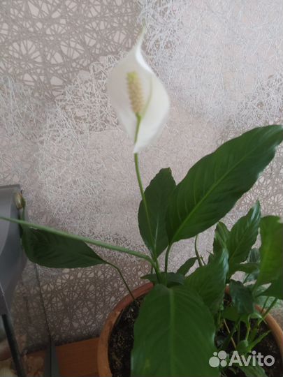 Туя Смарагд