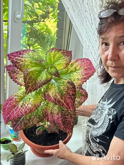 Колеус аватар