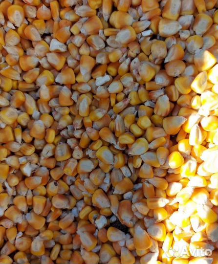 Фуражный овёс, Гречиха на корм