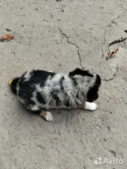 Щеночки в добрые руки