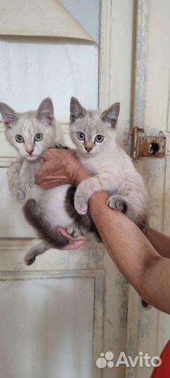 Кошка в дар