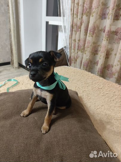 Той-терьер щенки