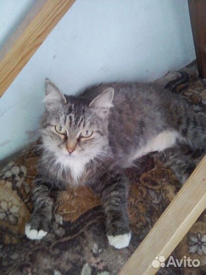 Кошка в добрые руки