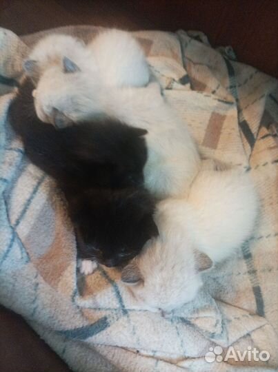 Сиамские котята