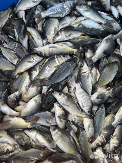 Продается малек карпа