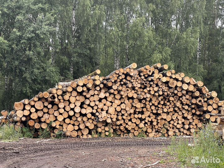 Пиловочник Осиновый