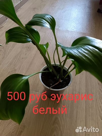 Комнатные цветы