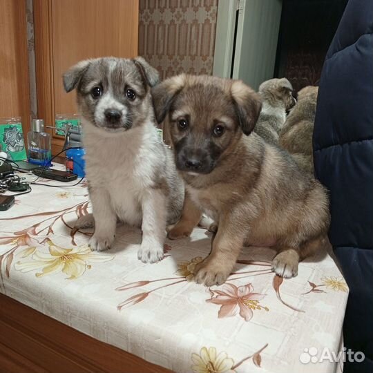 Собака в добрые руки щенок