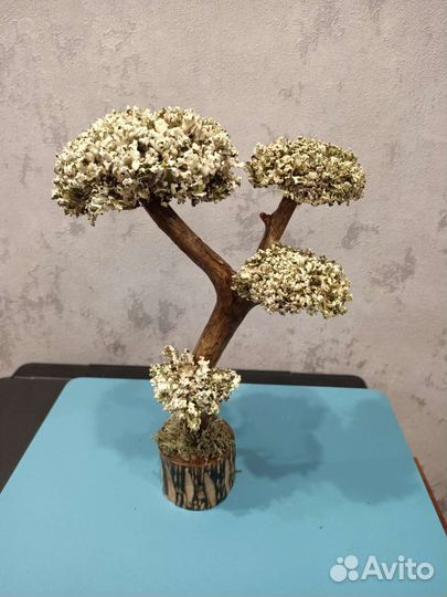 Дерево из цетрарии