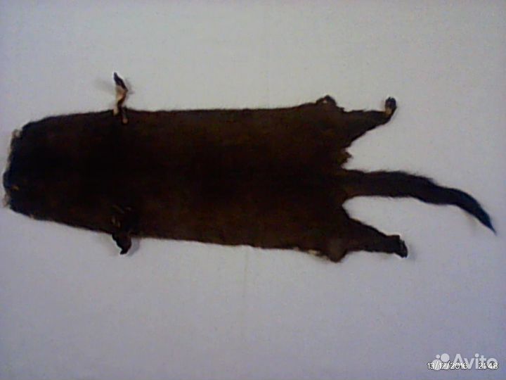 Шкурки лесной норки\\Размером 42x18см\\Цена за 1шт