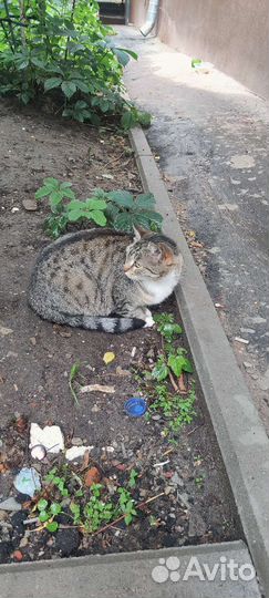 Кошечка в добрые руки