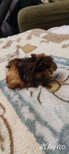 Морские свинки