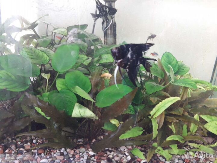 Аквариумные растения