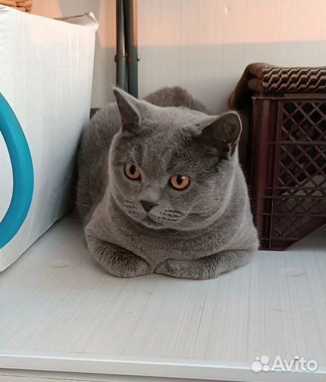 Отдам Британца