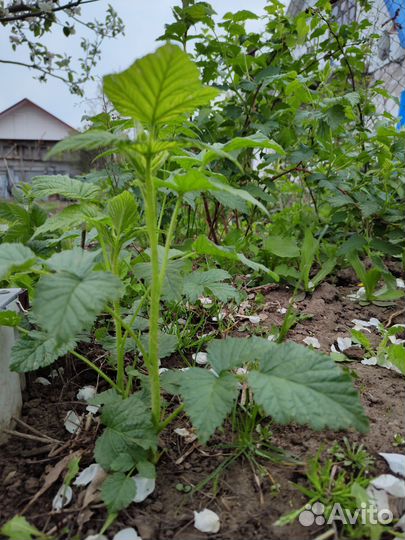 Ремонтантная желтая малина