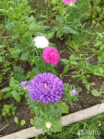 Цветы и букеты на 1 сентября