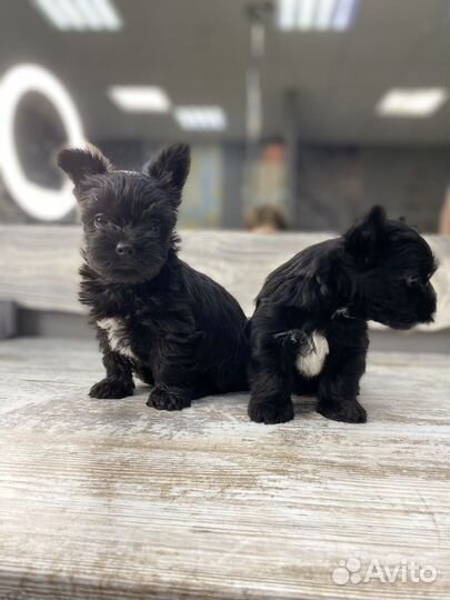 Йорики цветные (черные)