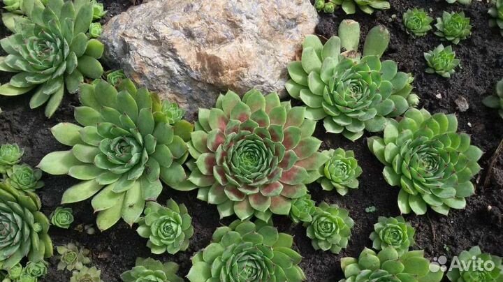 Каменная роза