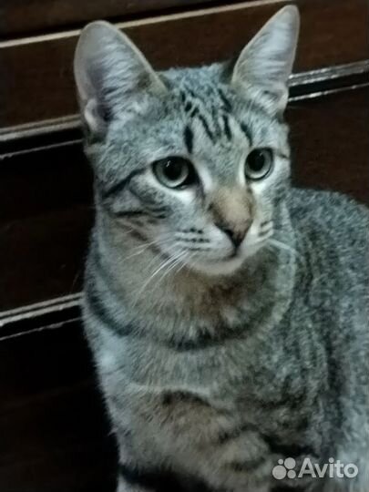 Котик- шпротик