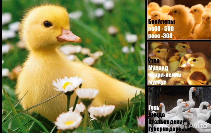 Бройлер Индейка Гусята Утята