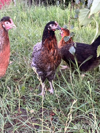 Куры несушки