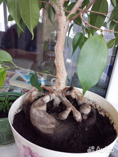 Фикус бенджамина