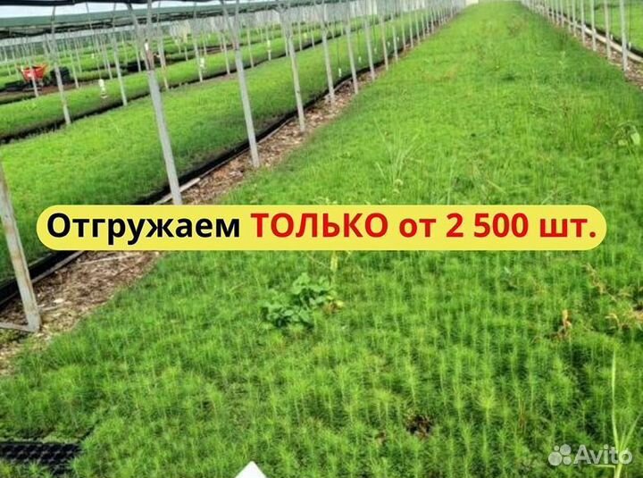 Саженцы ели окс от производителя