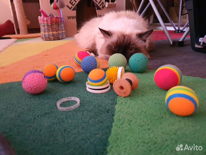 Зоопсихолог. Ветеринарный врач