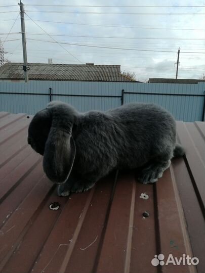 Кролики мясных пород