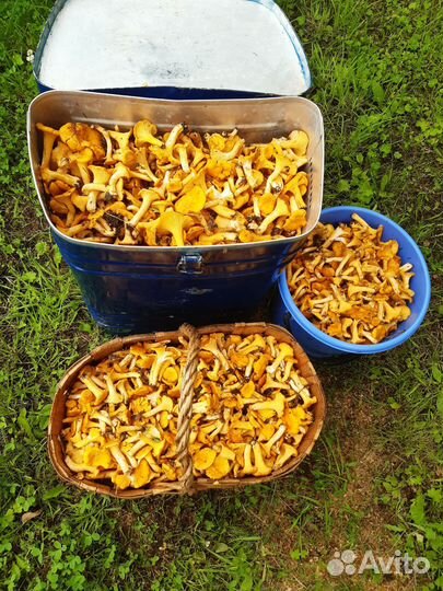 Грибы. Лисички