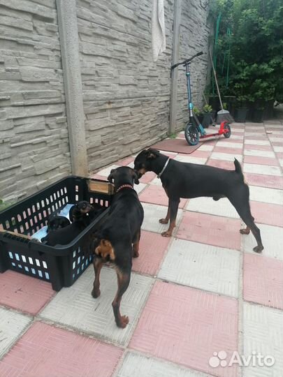 Щенки цвергпинчера 10000