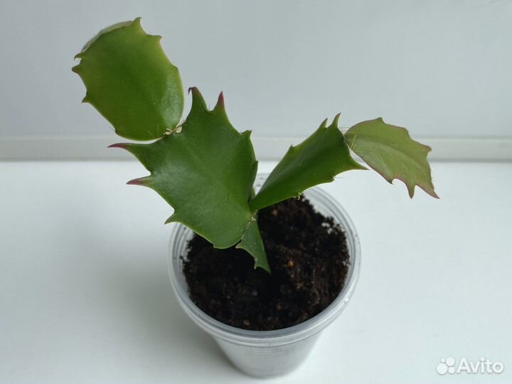 Декабрист Шлюмбергера Комнатные растения цветы