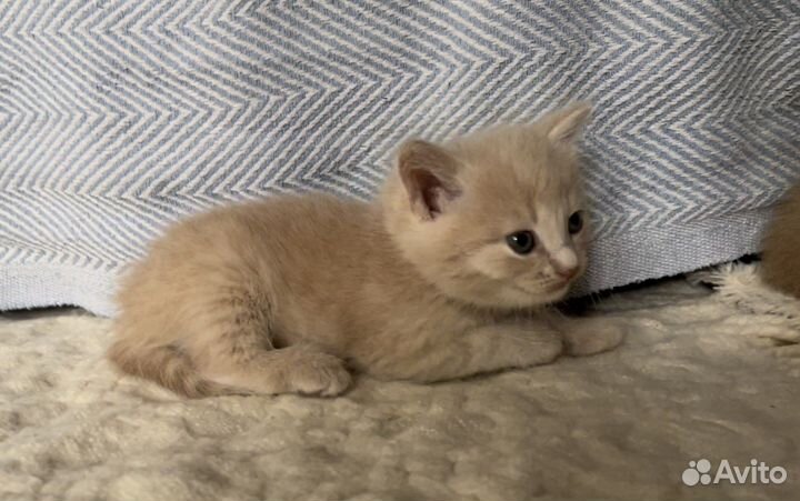 Котенок -девочка, 1 месяц