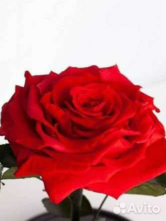 Роза в колбе King