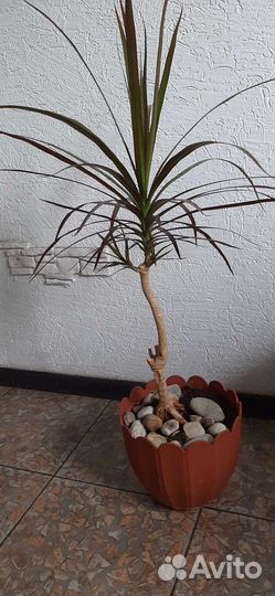 Пальма драцена