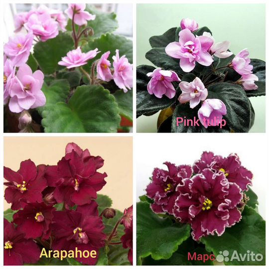 Сортовые фиалки