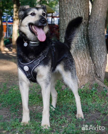 Добрейшая воспитанная собака