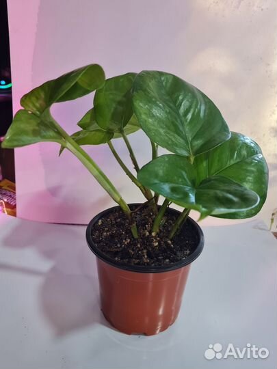 Комнатные растения, эпипремнум Глобал грин