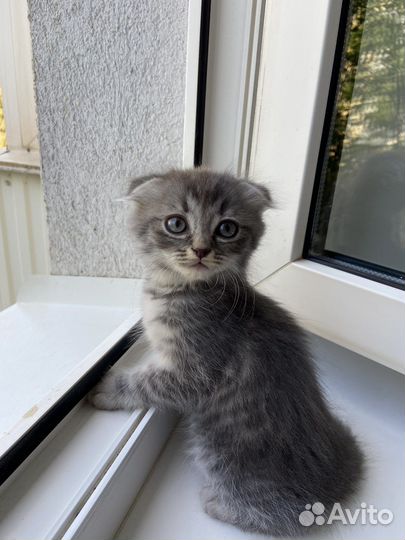 Кошки вислоухие