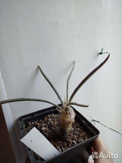 Кактусы редкие