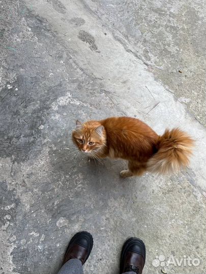 Кот в добрые руки